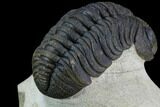 Bumpy Morocops Trilobite - Foum Zguid, Morocco #89300-4